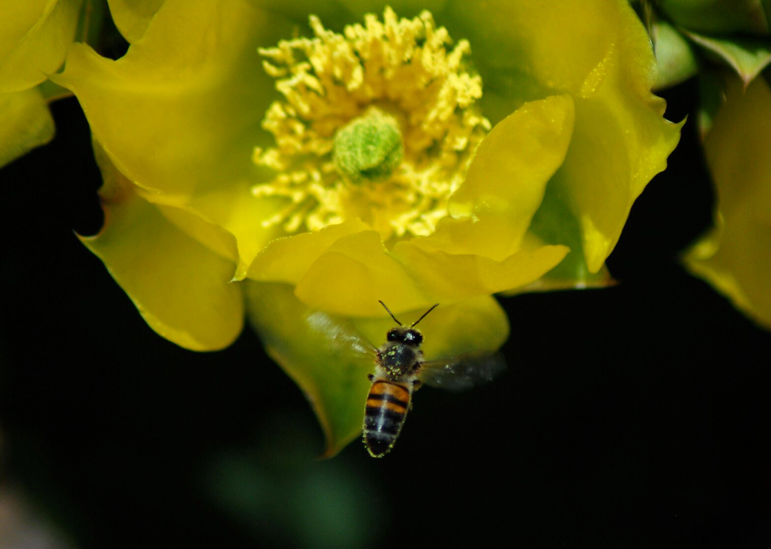 bee